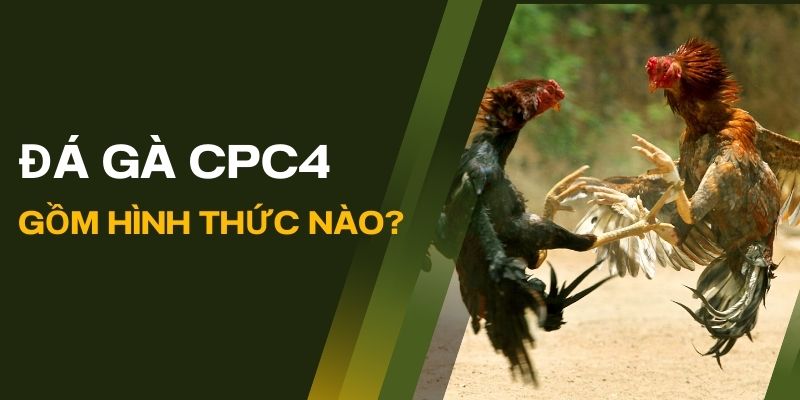 Đá gà trực tiếp cpc4 gồm những hình thức cá cược nào?