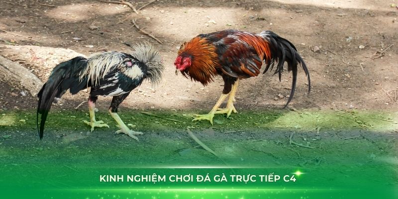 Kinh nghiệm chơi đá gà trực tiếp C4 từ cao thủ