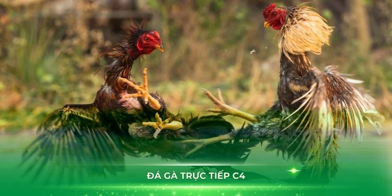 Đá gà trực tiếp C4